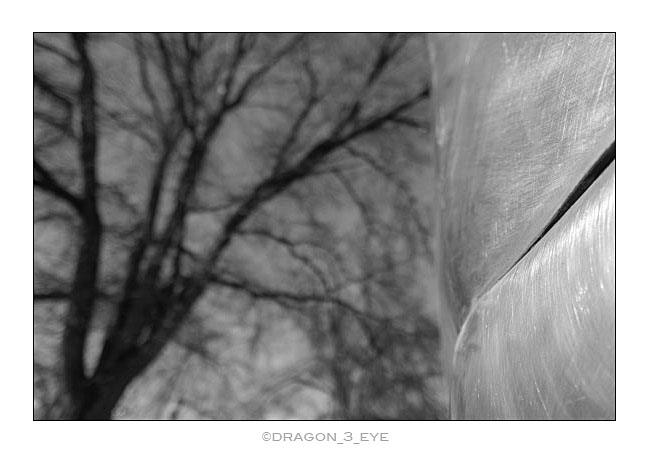 Tree and Steel 