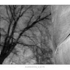 Tree and Steel 