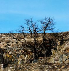 Tree and Stones - Same Nature