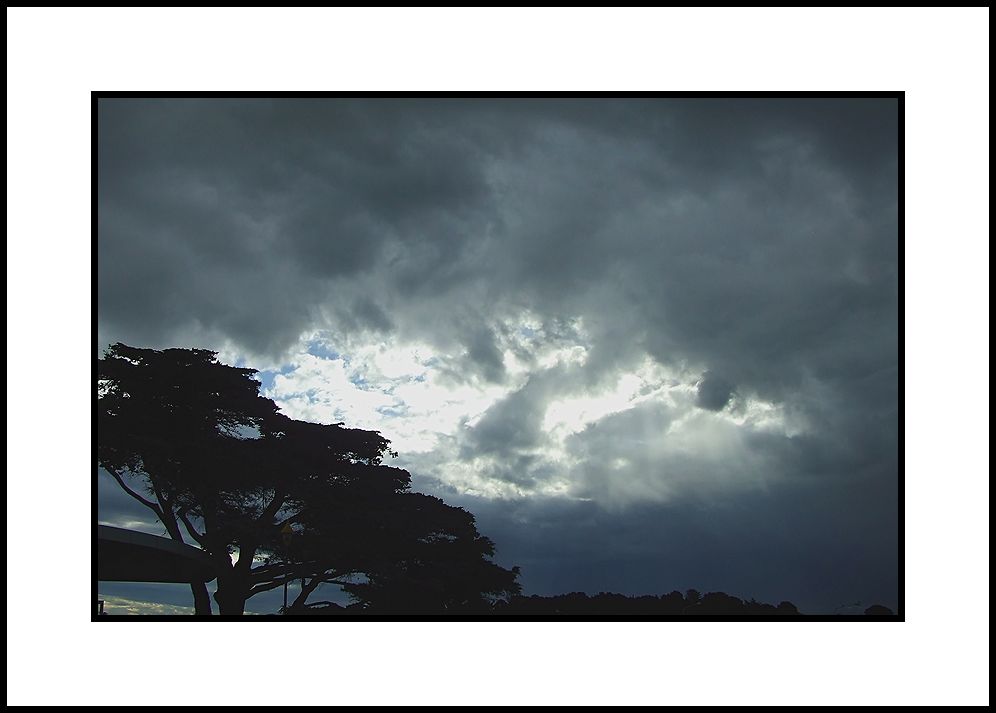 Tree and Storm