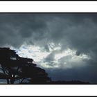 Tree and Storm