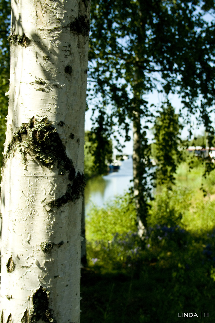 Tree and summer