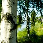 Tree and summer