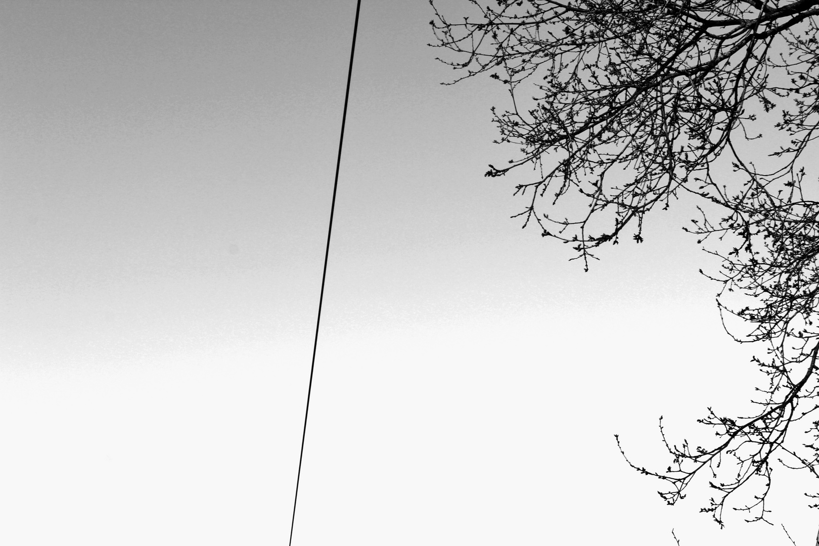 Tree and Telephonewire, Schirum, Germany. 2020