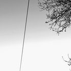 Tree and Telephonewire, Schirum, Germany. 2020