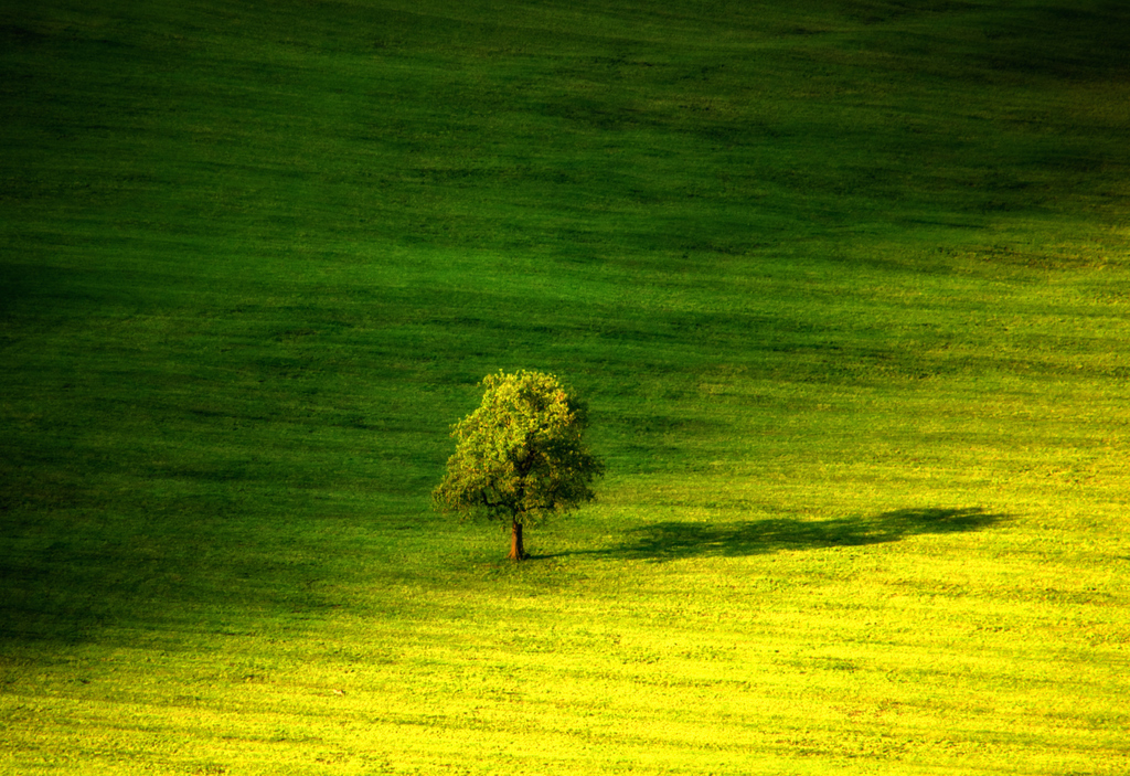 Tree and the shadow
