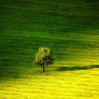 Tree and the shadow