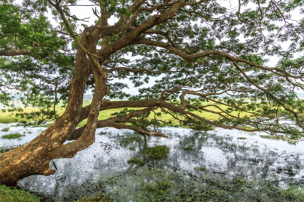 tree as a bridge