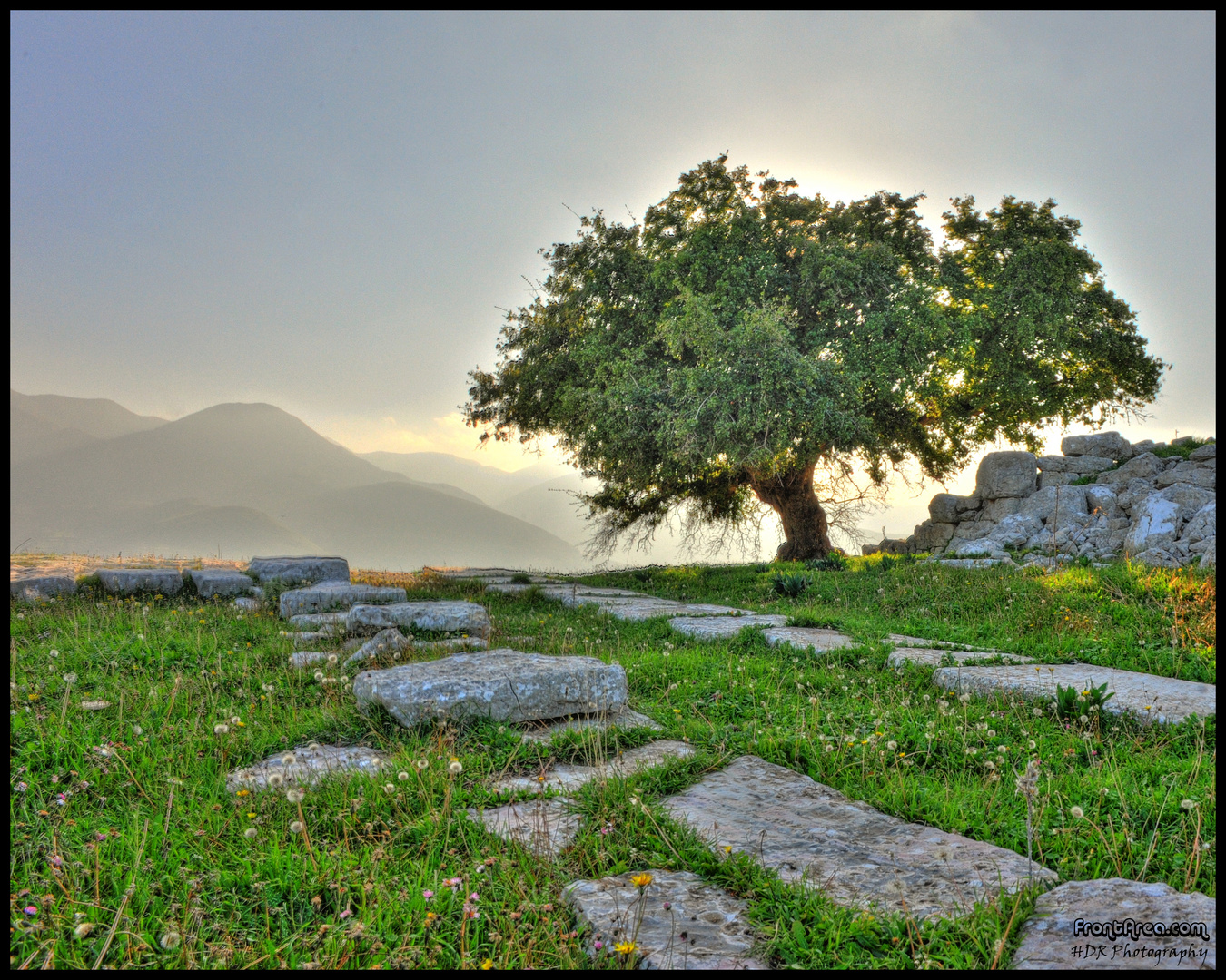 Tree at anceint Alipheira