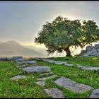 Tree at anceint Alipheira