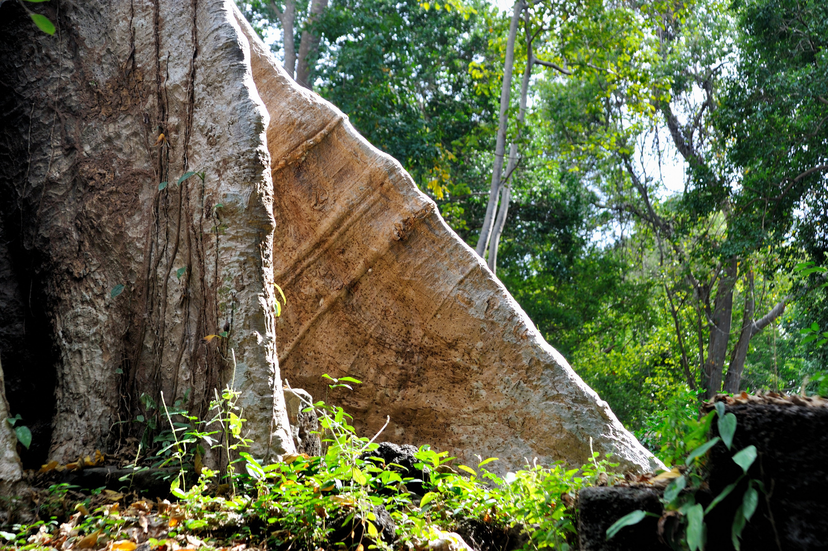 Tree at Banteay Chhmar  03