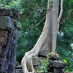 Tree at Banteay Chhmar 04