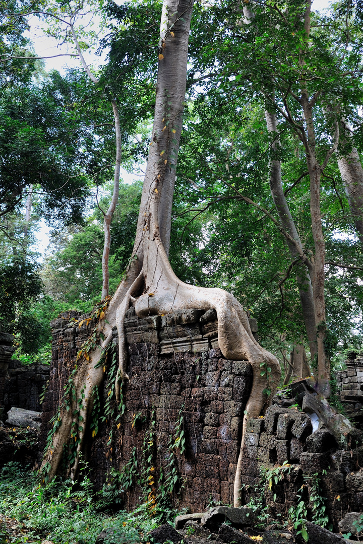 Tree at Banteay Chhmar 05