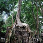 Tree at Banteay Chhmar 05