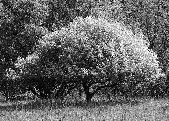 Tree at Bloedel Reserve