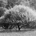 Tree at Bloedel Reserve