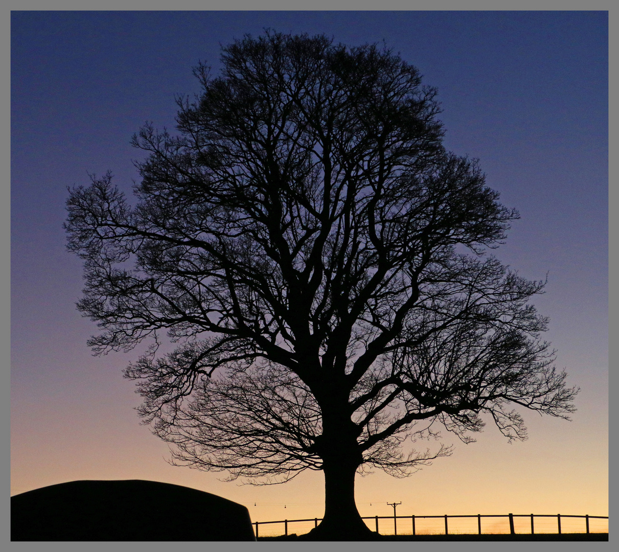 tree at dusk near lilburn