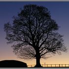 tree at dusk near lilburn