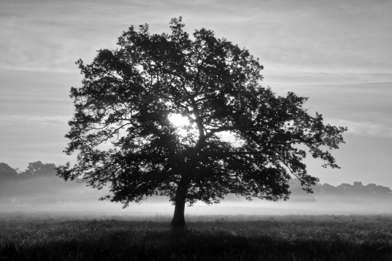 tree at foggy morning  -  Baum am nebligen Morgen