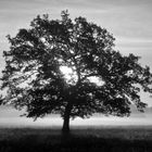 tree at foggy morning  -  Baum am nebligen Morgen