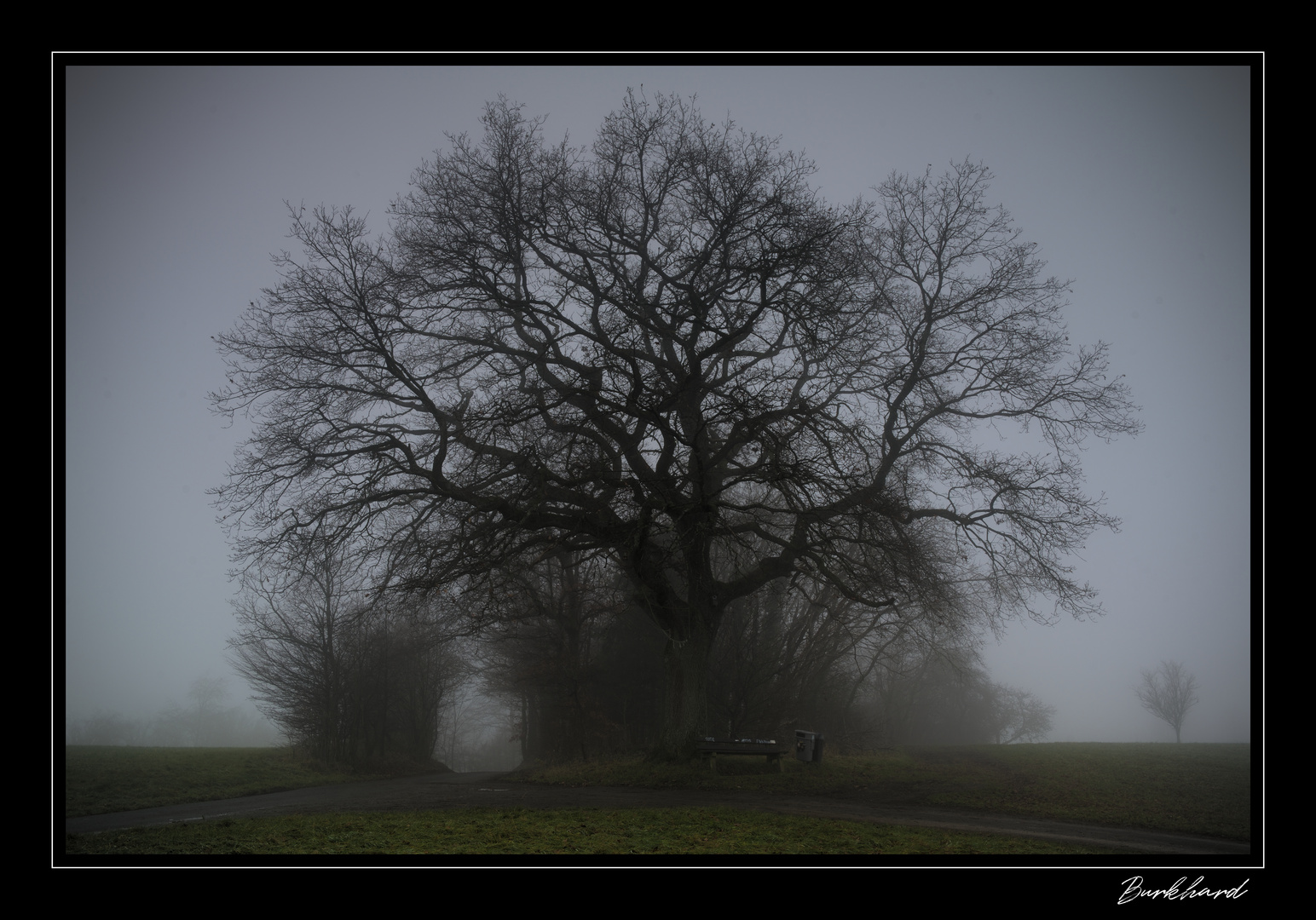 tree at grove