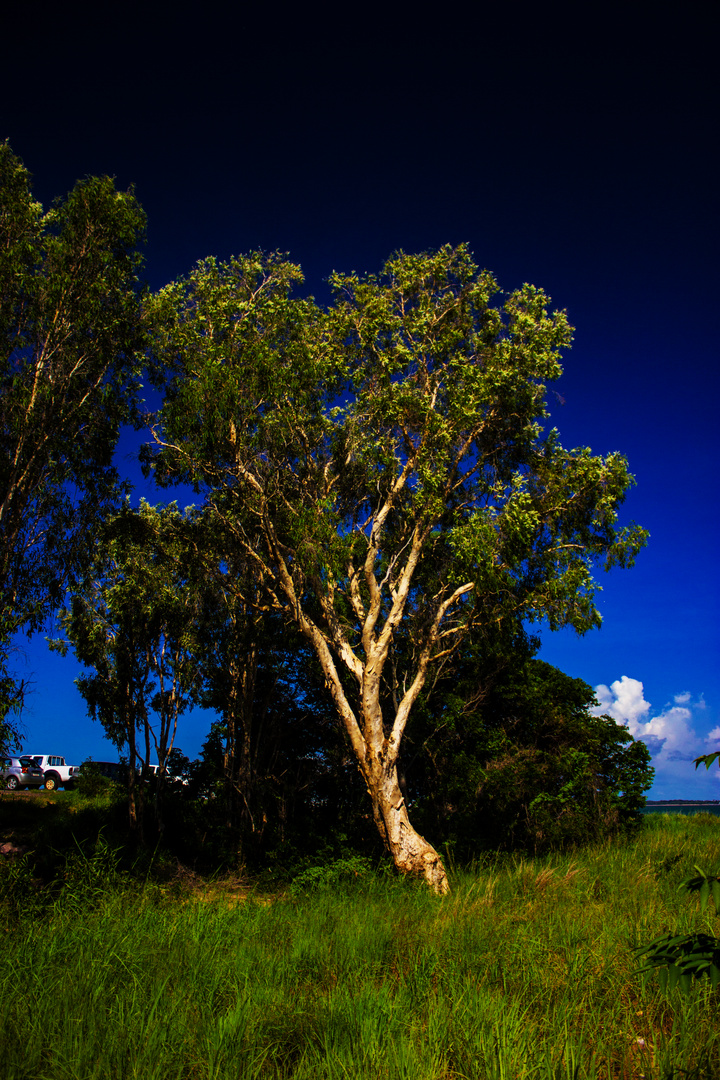 Tree at Mandorah