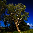 Tree at Mandorah