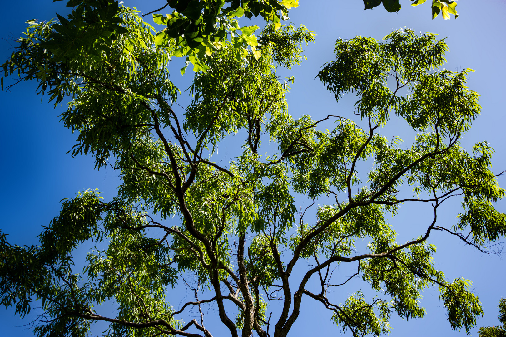 Tree at Mandorah Beach, Darwin XVIII