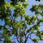 Tree at Mandorah Beach, Darwin XVIII