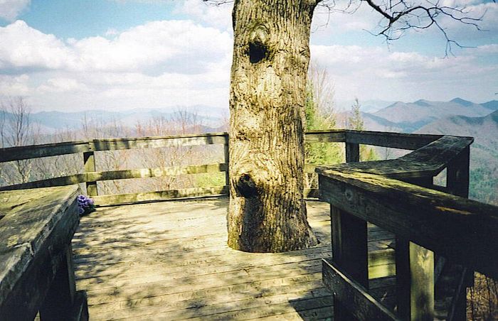 Tree at Maple Springs Overlook