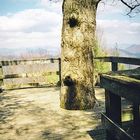 Tree at Maple Springs Overlook