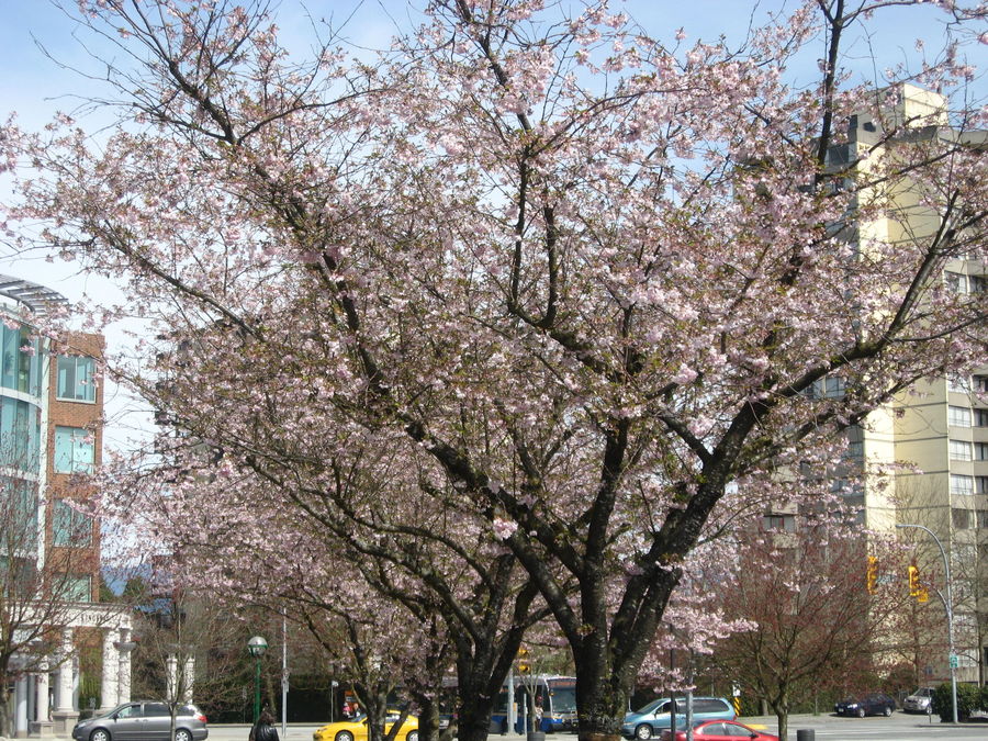 Tree at my library