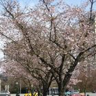 Tree at my library