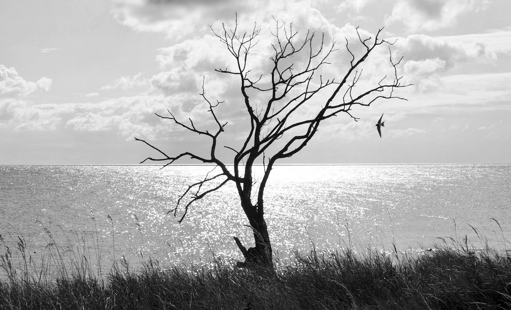 tree at sea 2