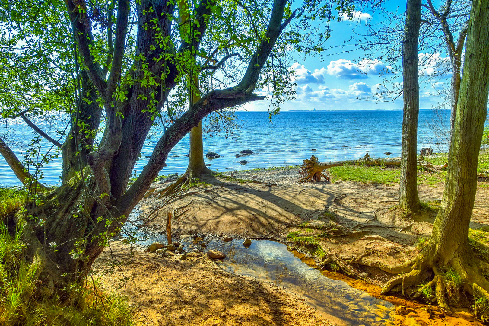 tree at sea