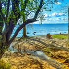 tree at sea