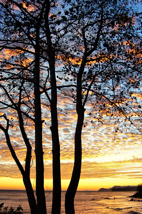 Tree at sunrise