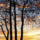 Tree at sunrise