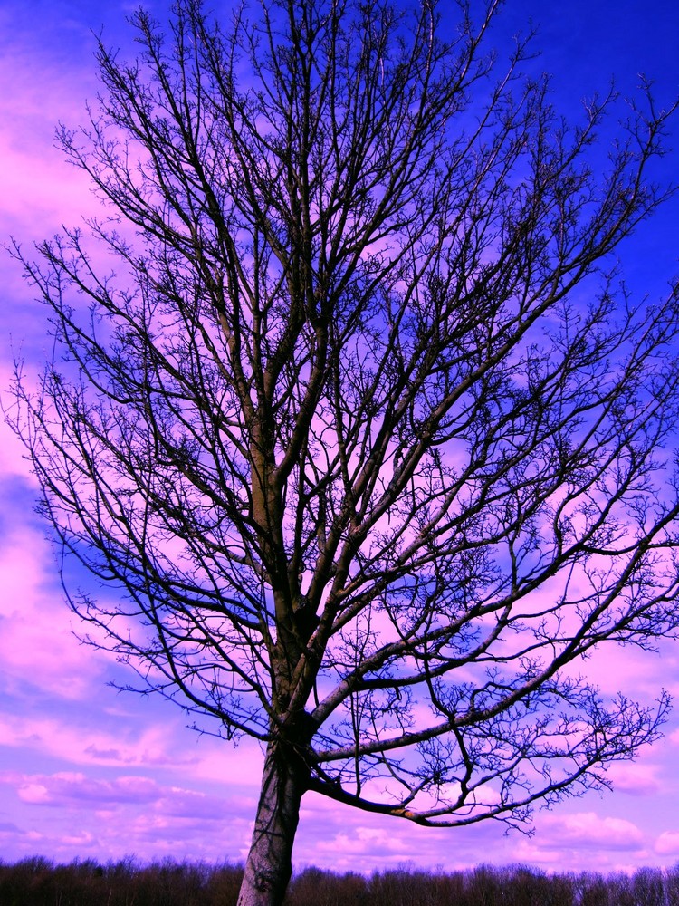 tree at sunset