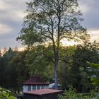 Tree at sunset