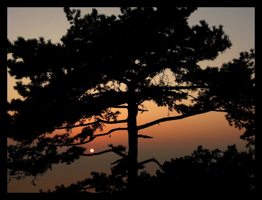 Tree at Sunset