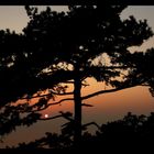 Tree at Sunset