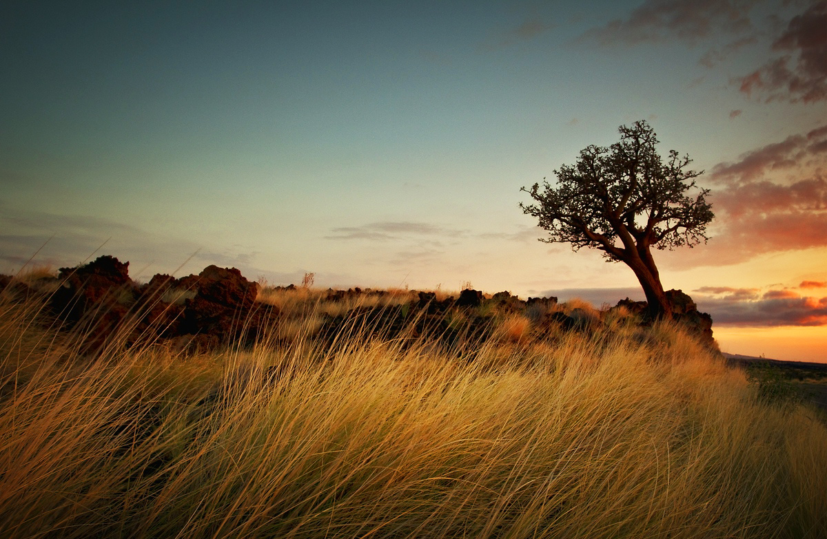 Tree At Sunset