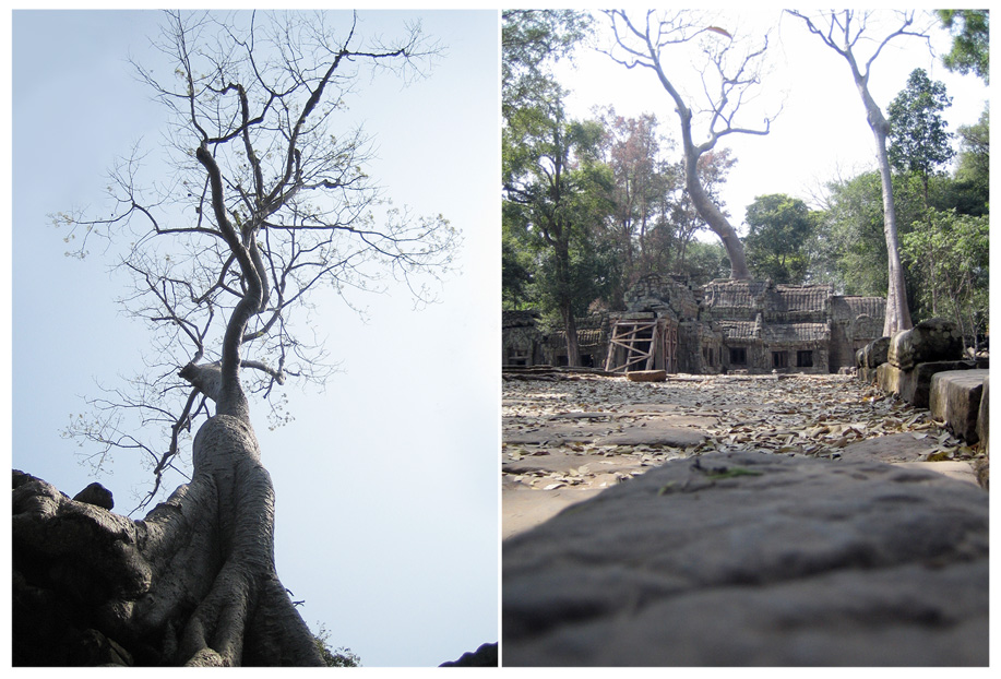 tree at Ta Prohm, Angkor