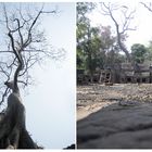 tree at Ta Prohm, Angkor