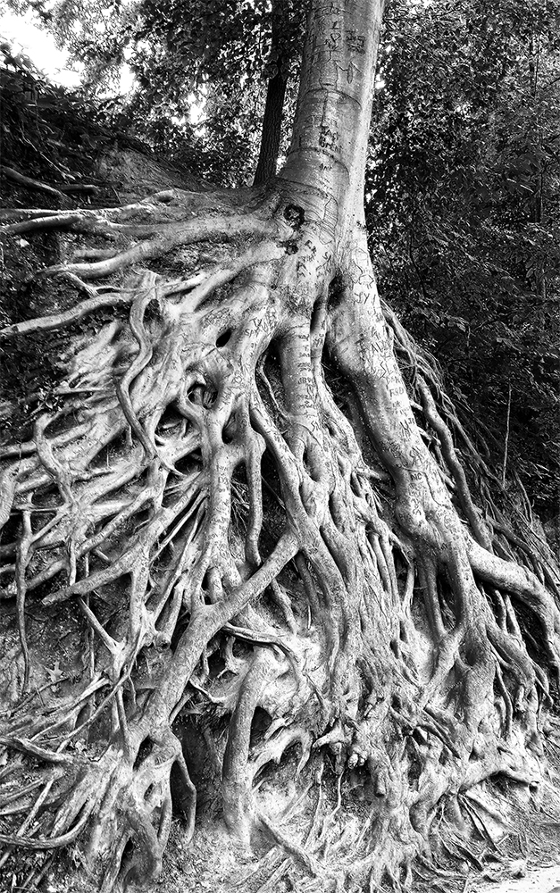 Tree at the River Walk