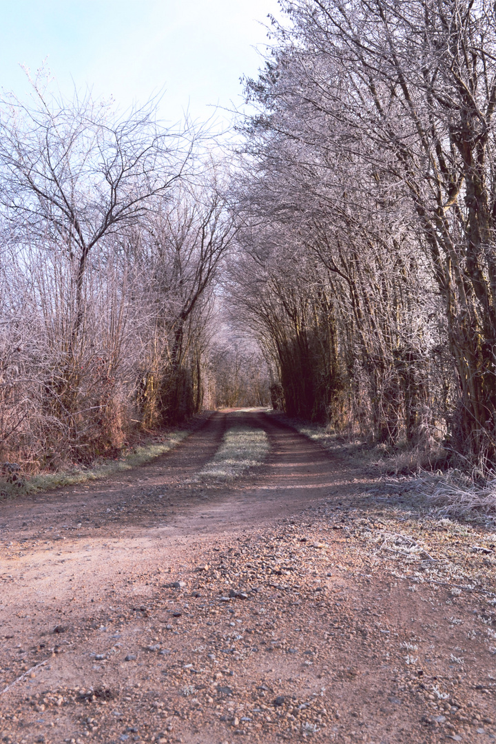 Tree avenue