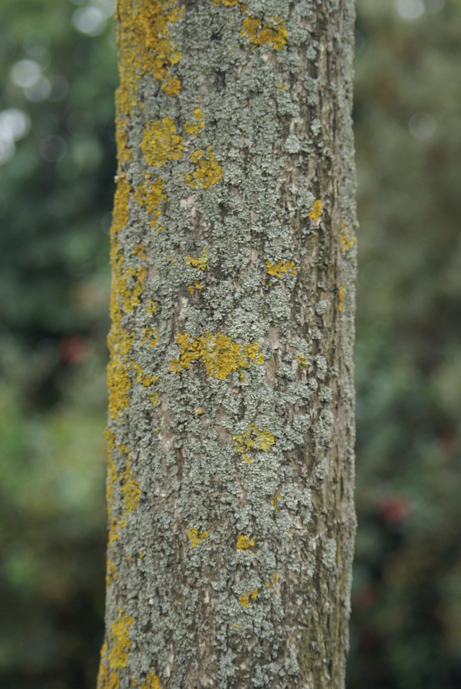 Tree bark