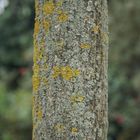 Tree bark