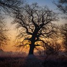 Tree bathed in the sun